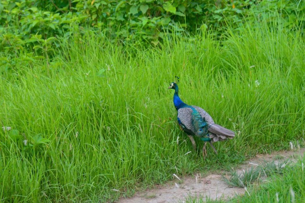 Hotel Greenland Safari Sauraha Buitenkant foto