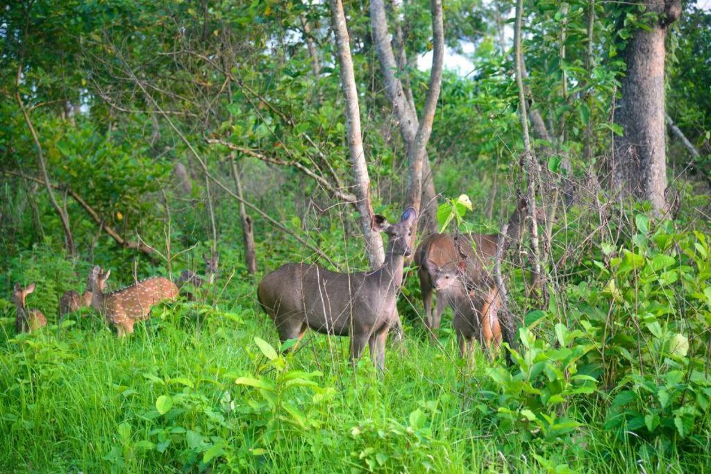 Hotel Greenland Safari Sauraha Buitenkant foto